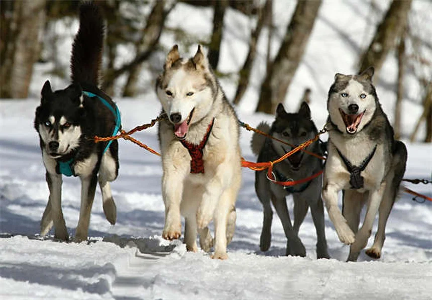 Rocky Mountain Spotted Fever in Dogs: Symptoms & Treatment Guide