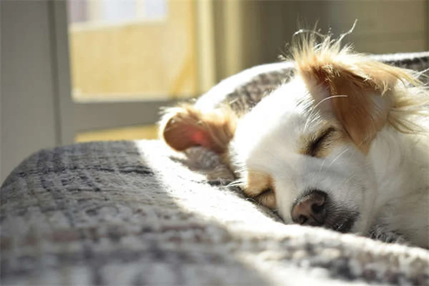 7 Proven Ways to Calm Your Dog During Fireworks (That Actually Work)
