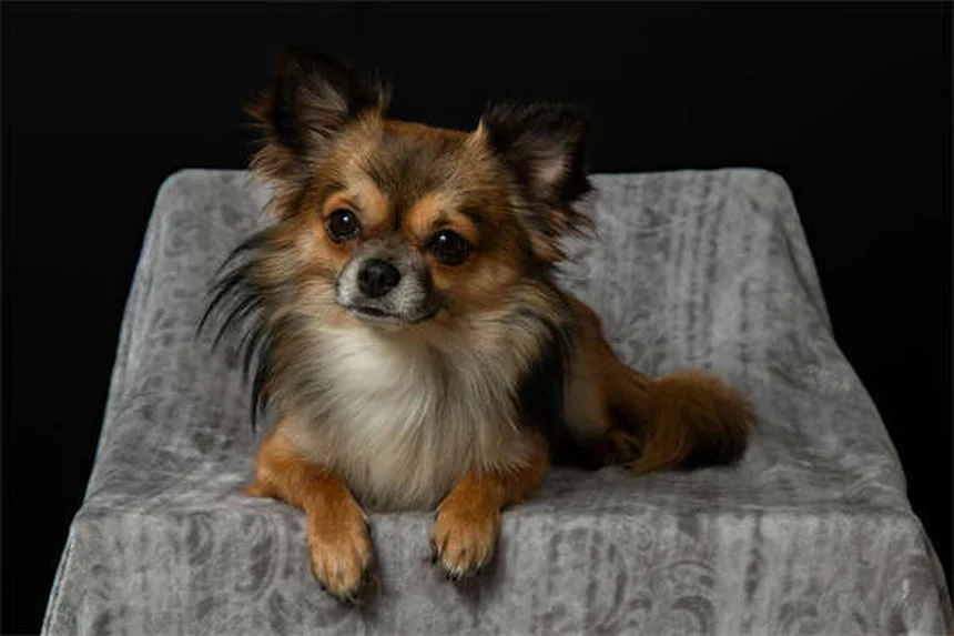 7 Proven Ways to Calm Your Dog During Fireworks (That Actually Work)