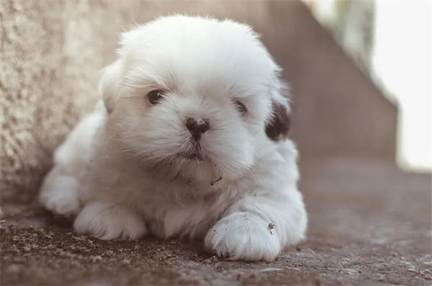 7 Proven Ways to Calm Your Dog During Fireworks (That Actually Work)