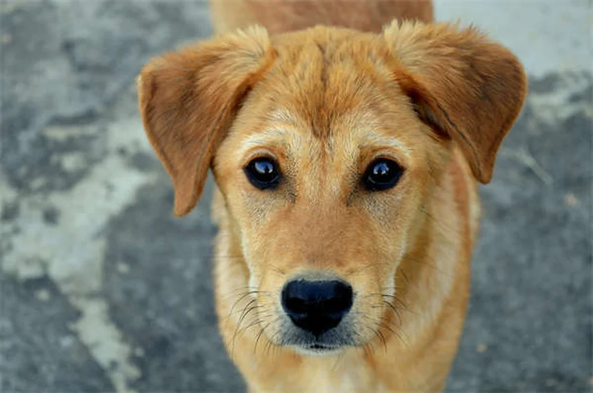 Dog Lethargy: 5 Warning Signs & When to Call Your Vet