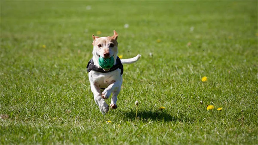 Dog Lethargy: 5 Warning Signs & When to Call Your Vet