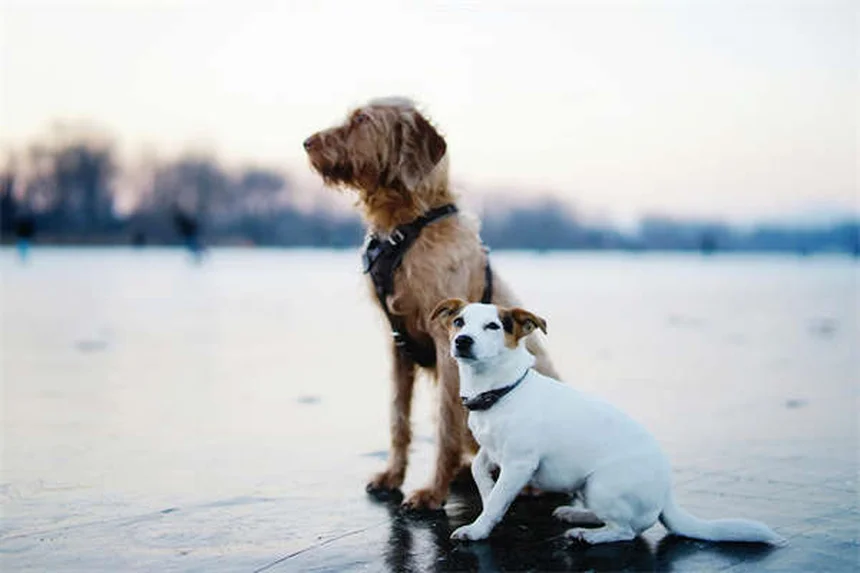 Comfortis® for Dogs & Cats: Fast-Acting Flea Treatment Guide