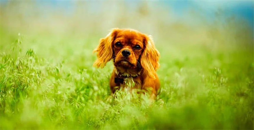 Adequan Canine for Dogs: The Ultimate Guide to Joint Health