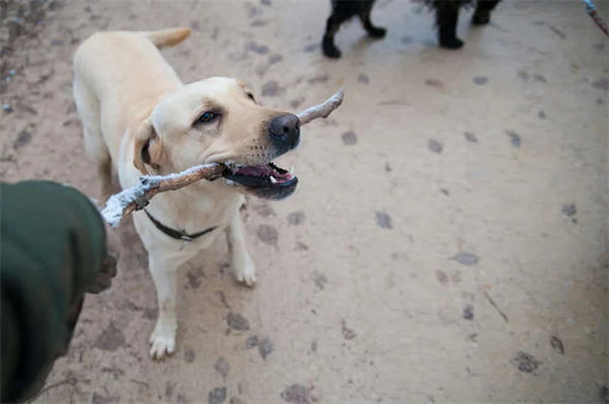 Adequan Canine for Dogs: The Ultimate Guide to Joint Health