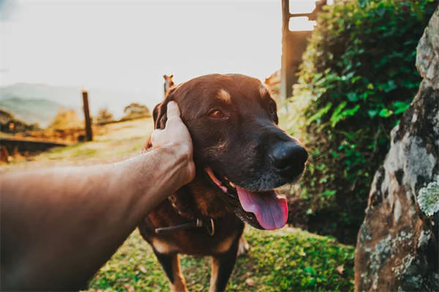 Adequan Canine for Dogs: The Ultimate Guide to Joint Health