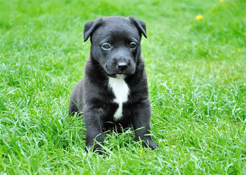 7 Common Health Issues in Senior Dogs (And How to Help)