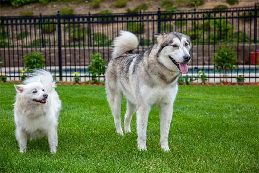 7 Common Health Issues in Senior Dogs (And How to Help)