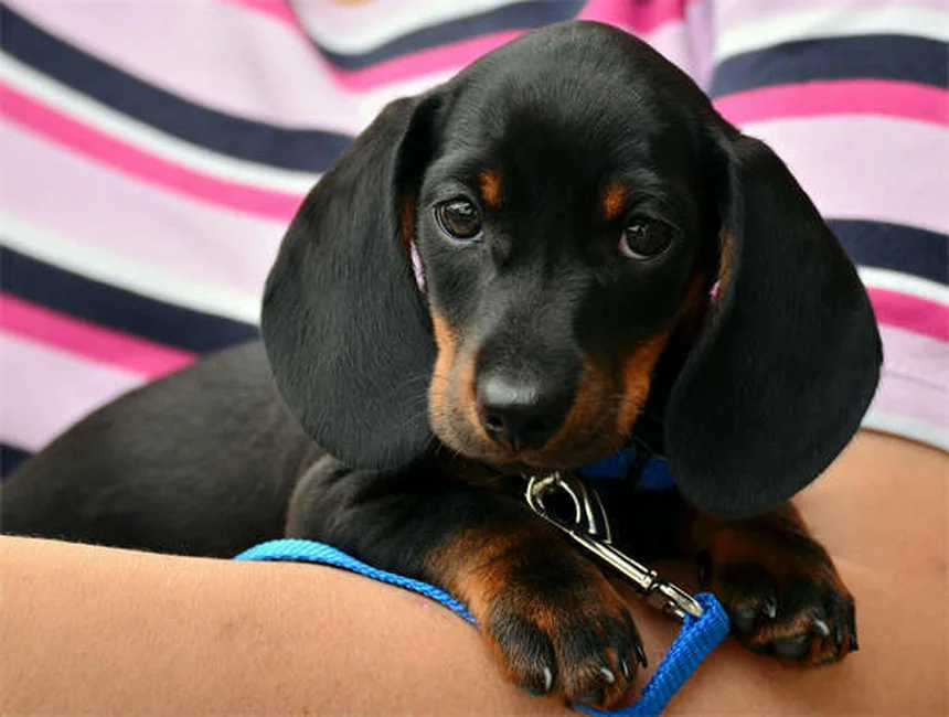 Puppy Travel Tips: How to Road Trip With Your New Dog Safely