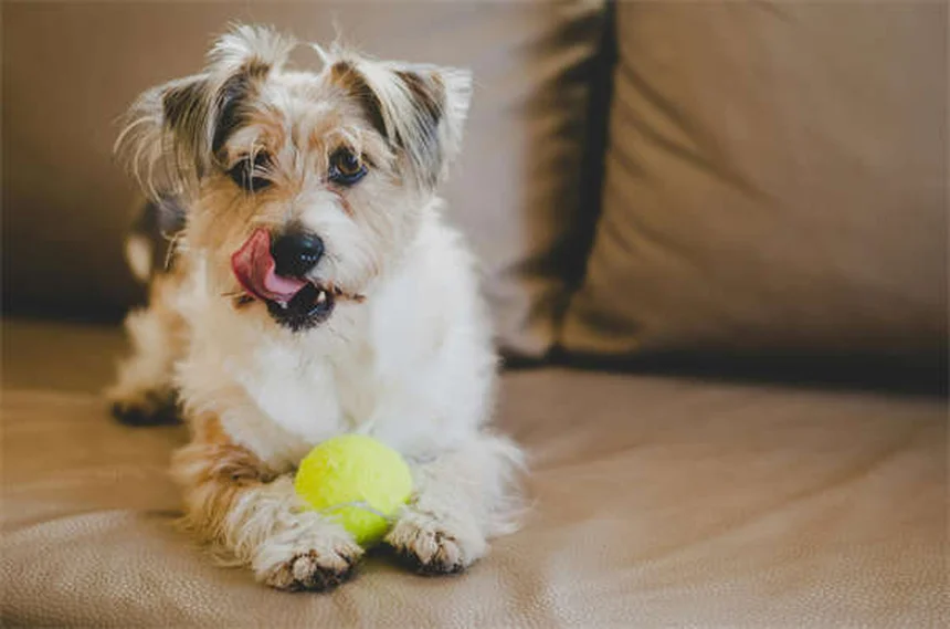 Puppy Travel Tips: How to Road Trip With Your New Dog Safely