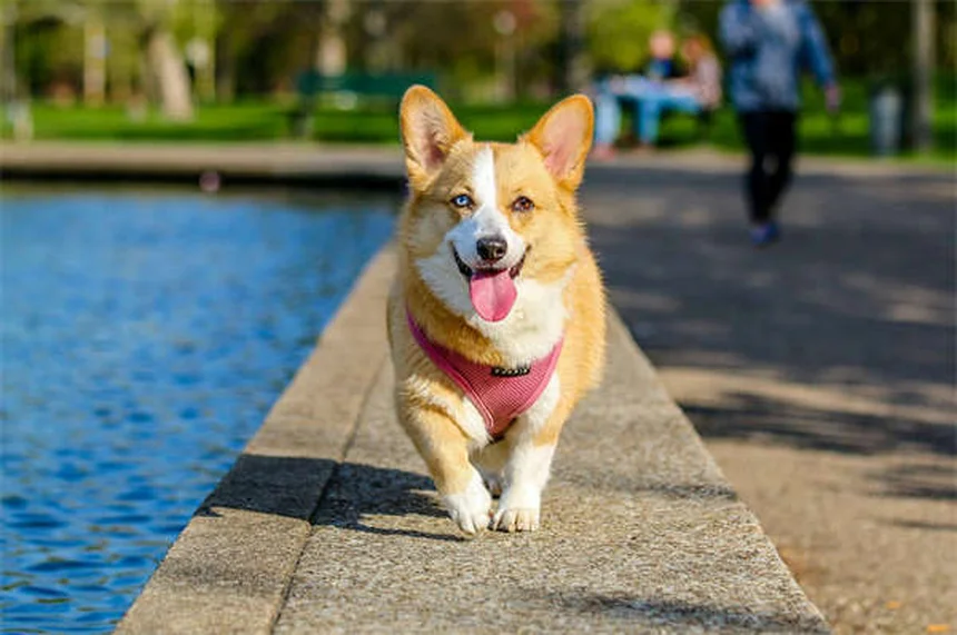 Puppy Travel Tips: How to Road Trip With Your New Dog Safely