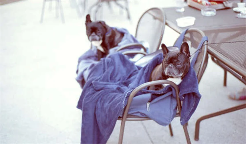 Dog Can't Pee? Emergency Vet Care Needed Immediately