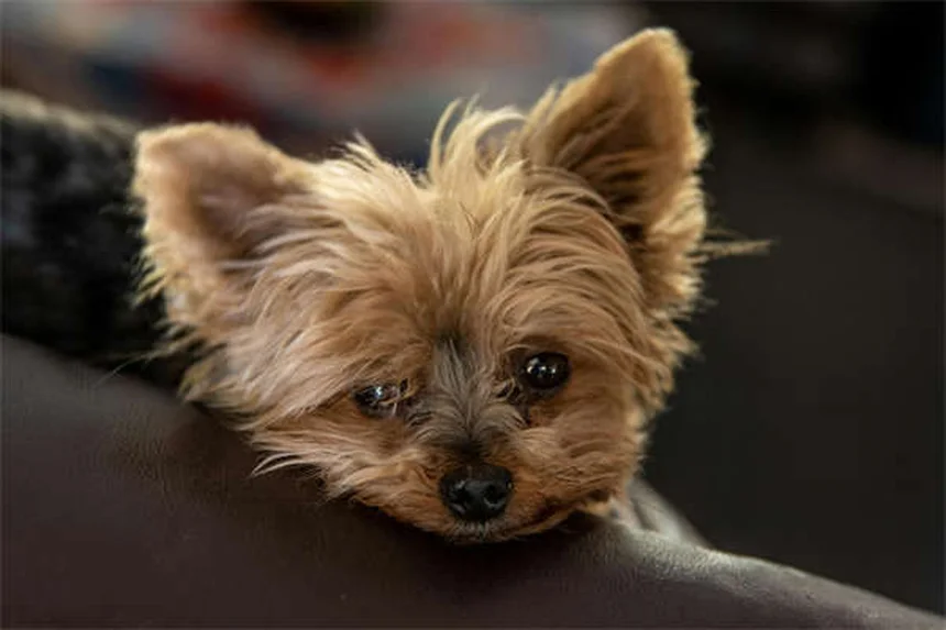 Dog Can't Pee? Emergency Vet Care Needed Immediately
