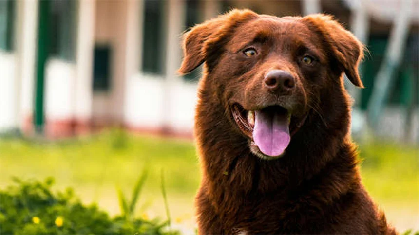 Flea Treatment Not Working? 5 Reasons Why & How to Fix It