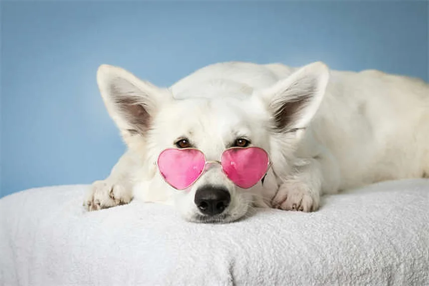 Flea Treatment Not Working? 5 Reasons Why & How to Fix It