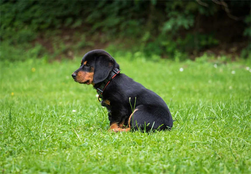 When to Switch from Puppy to Adult Dog Food: Expert Guide