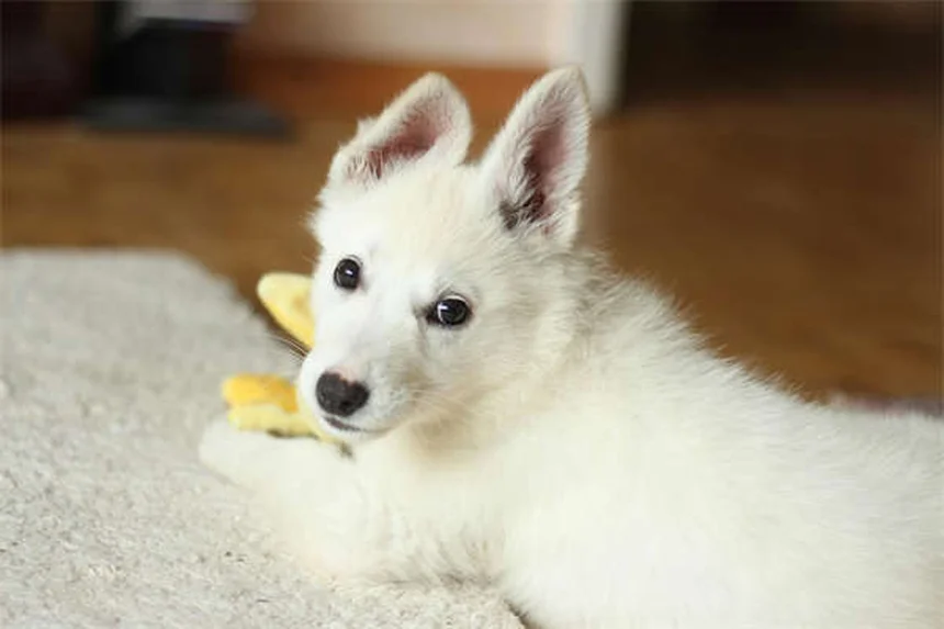 Rocky Mountain Spotted Fever in Dogs: Symptoms & Treatment Guide