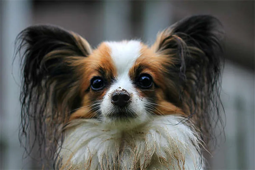 CBD Oil for Dogs: Benefits, Risks & What Vets Say