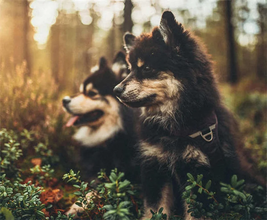 CBD Oil for Dogs: Benefits, Risks & What Vets Say