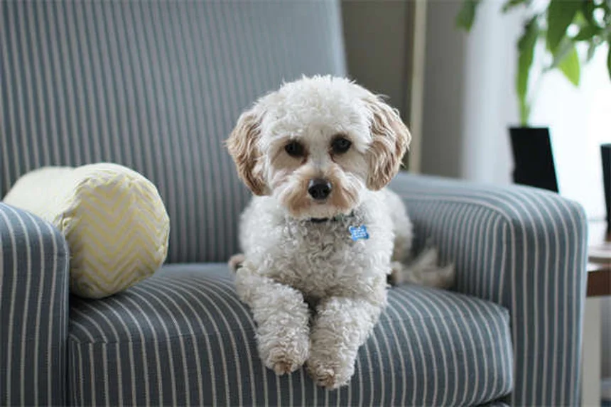 10 Dog Breeds That Can't Handle Cold Weather (And How to Keep Them Warm)