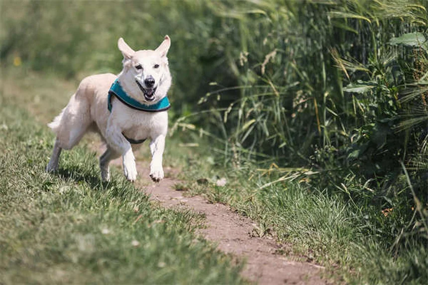 10 Dog Breeds That Can't Handle Cold Weather (And How to Keep Them Warm)