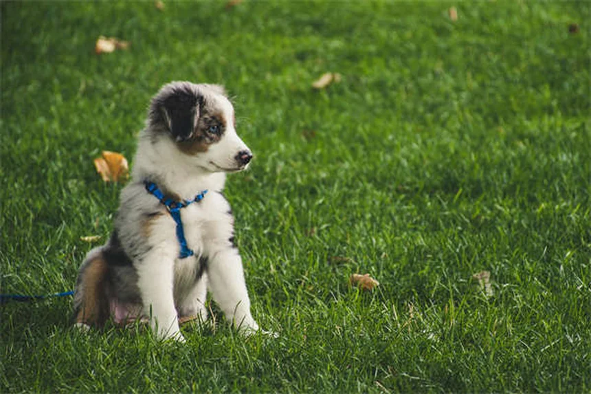 10 Dog Breeds That Can't Handle Cold Weather (And How to Keep Them Warm)
