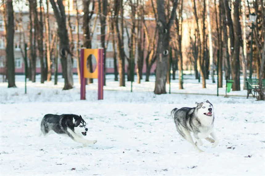10 Dog Breeds That Can't Handle Cold Weather (And How to Keep Them Warm)
