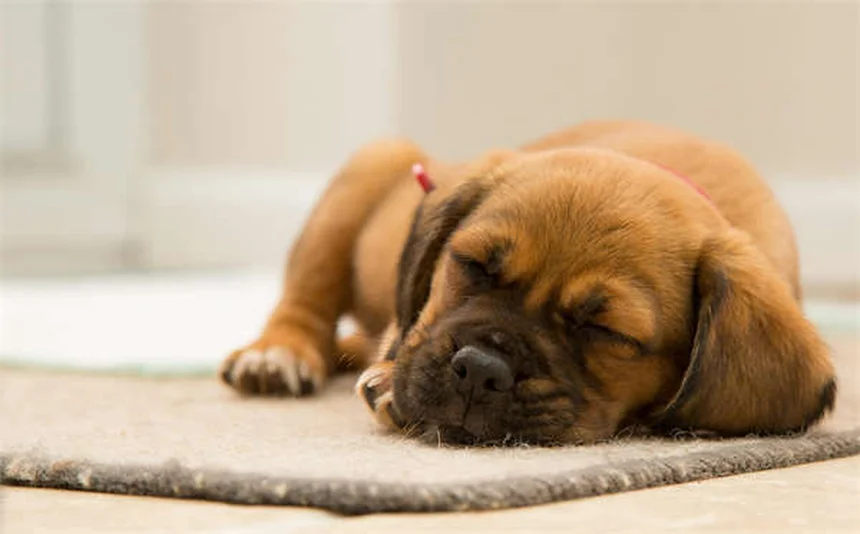 Dog's Eyes Red? 5 Urgent Signs You Should Never Ignore