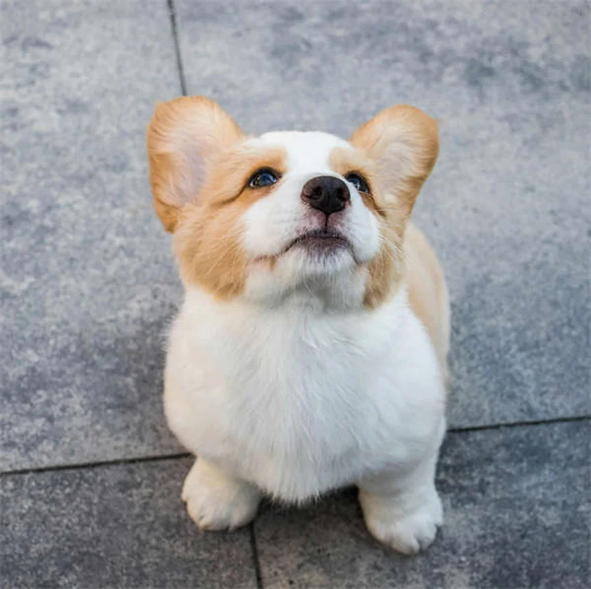 5 Common Dog Weight Gain Mistakes You're Probably Making