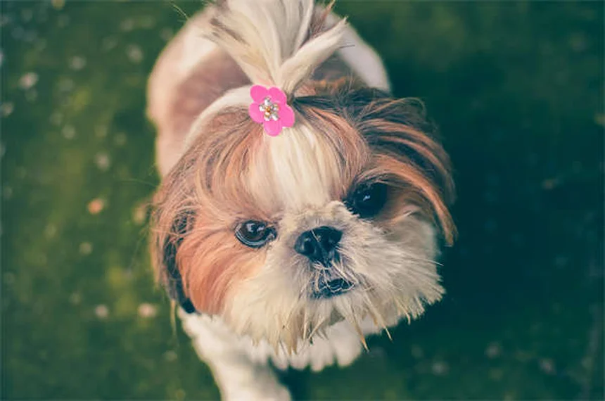 5 Common Dog Weight Gain Mistakes You're Probably Making