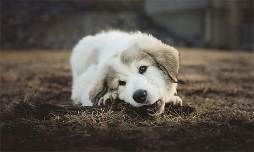 Why Do Dogs Bring You Toys? 3 Adorable Reasons Explained
