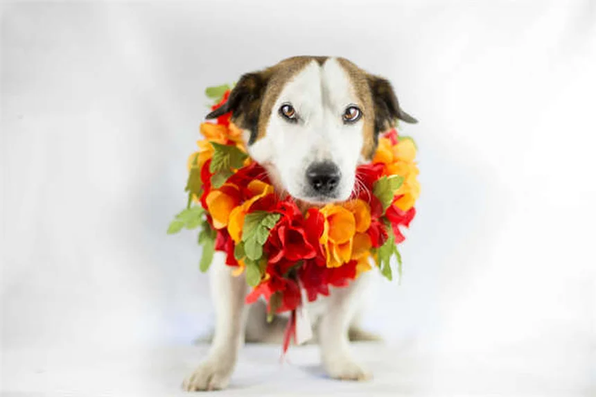 Why Do Dogs Bring You Toys? 3 Adorable Reasons Explained