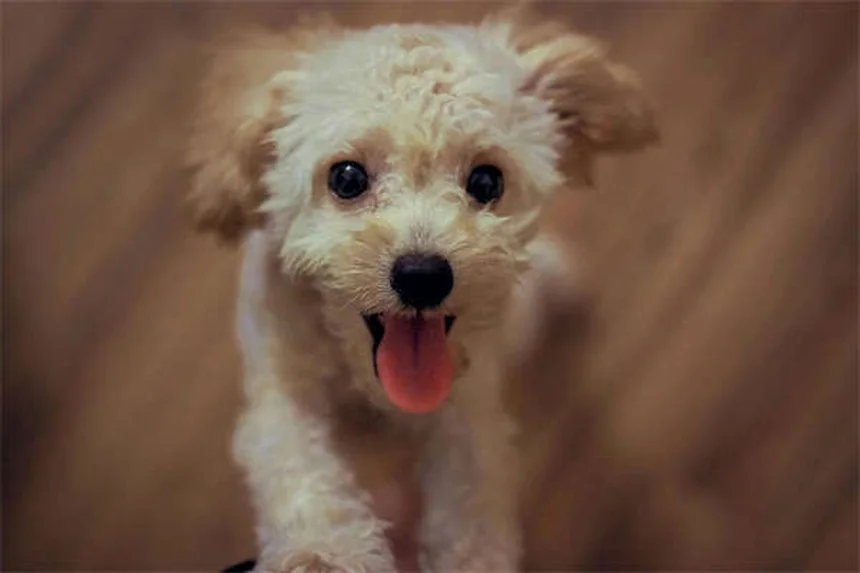 Puppy Training 101: 5 Essential Steps for a Well-Behaved Dog