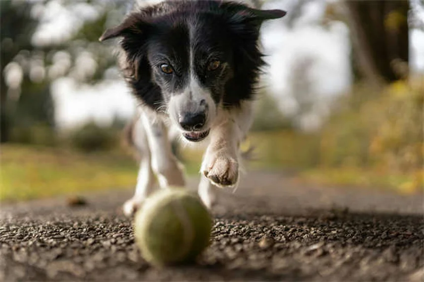 Puppy Training 101: 5 Essential Steps for a Well-Behaved Dog