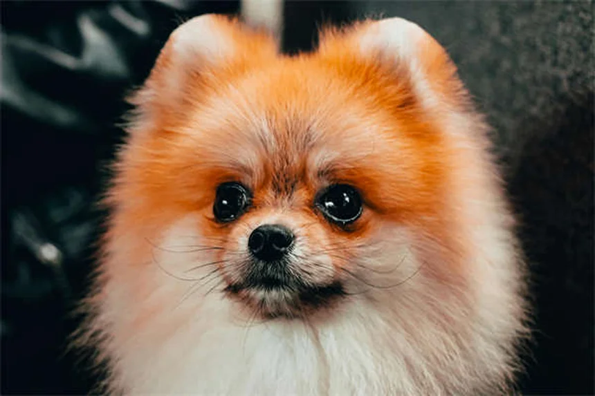 How to Introduce Two Dogs Safely: A Step-by-Step Guide