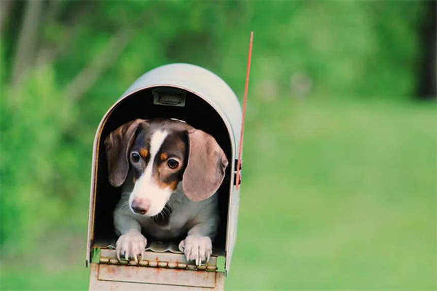 How to Introduce Two Dogs Safely: A Step-by-Step Guide