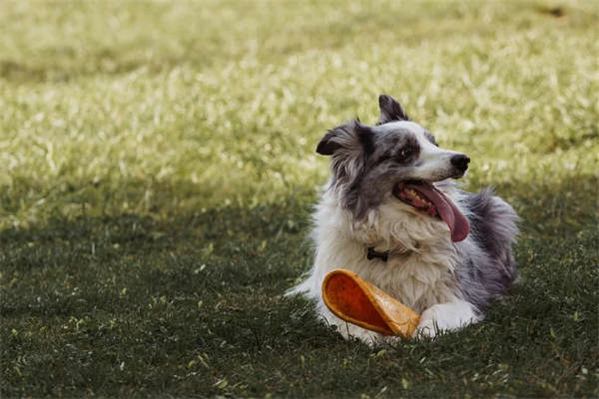 How to Introduce Two Dogs Safely: A Step-by-Step Guide