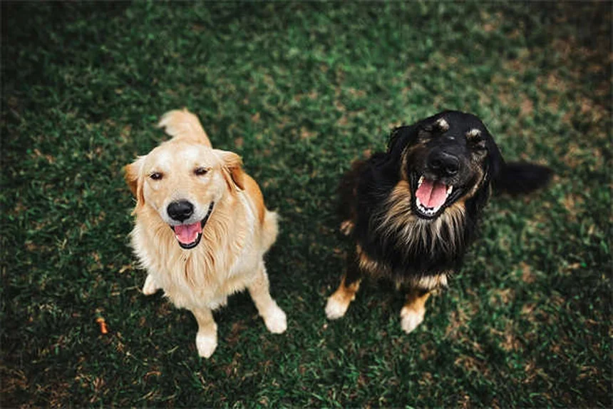 5 Must-Know Flea & Tick Prevention Tips to Protect Your Pet Year-Round