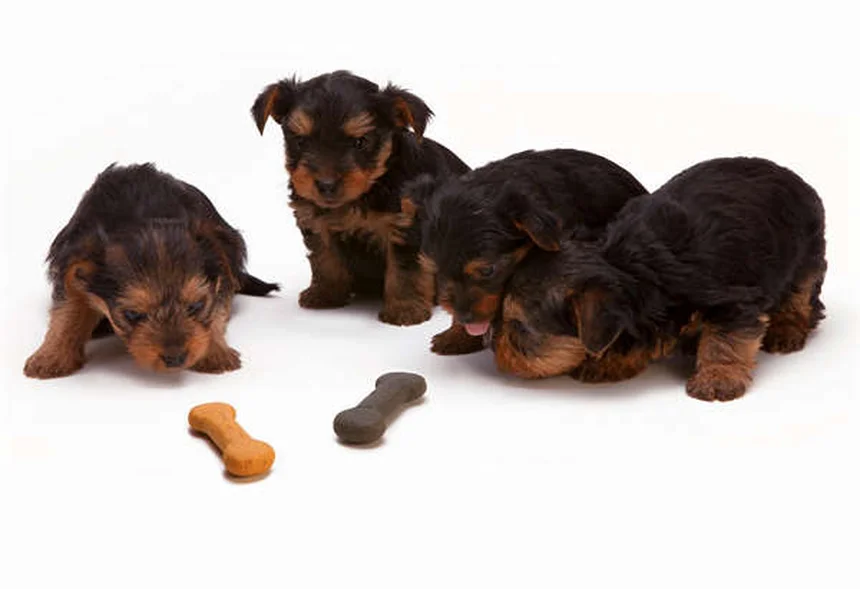 5 Early Signs of Kidney Disease in Dogs Every Pet Owner Should Know