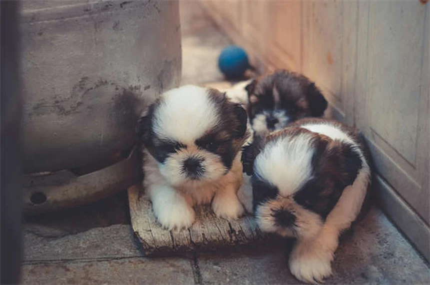 5 Early Signs of Kidney Disease in Dogs Every Pet Owner Should Know