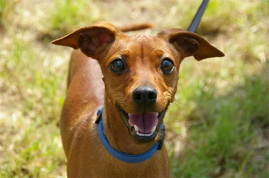 5 Early Signs of Kidney Disease in Dogs Every Pet Owner Should Know