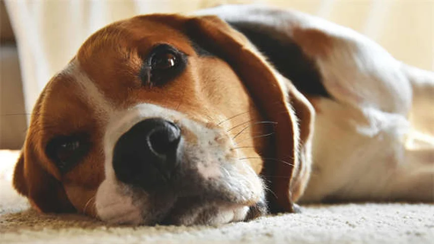 How to Remove a Tick from Your Dog Safely in 5 Easy Steps