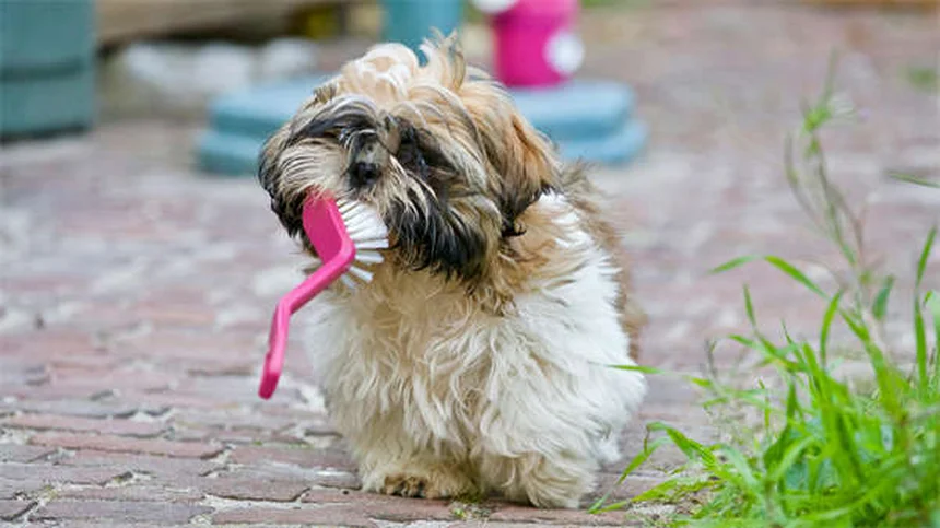 Dog Asthma: 5 Signs Your Pup Can't Breathe Right
