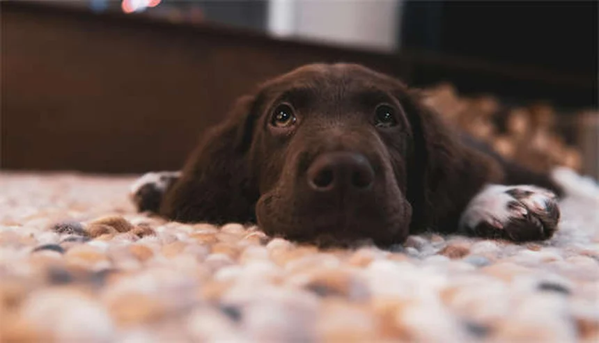 Best No-Pull Dog Harness: Stop Leash Pulling Fast (2024 Guide)