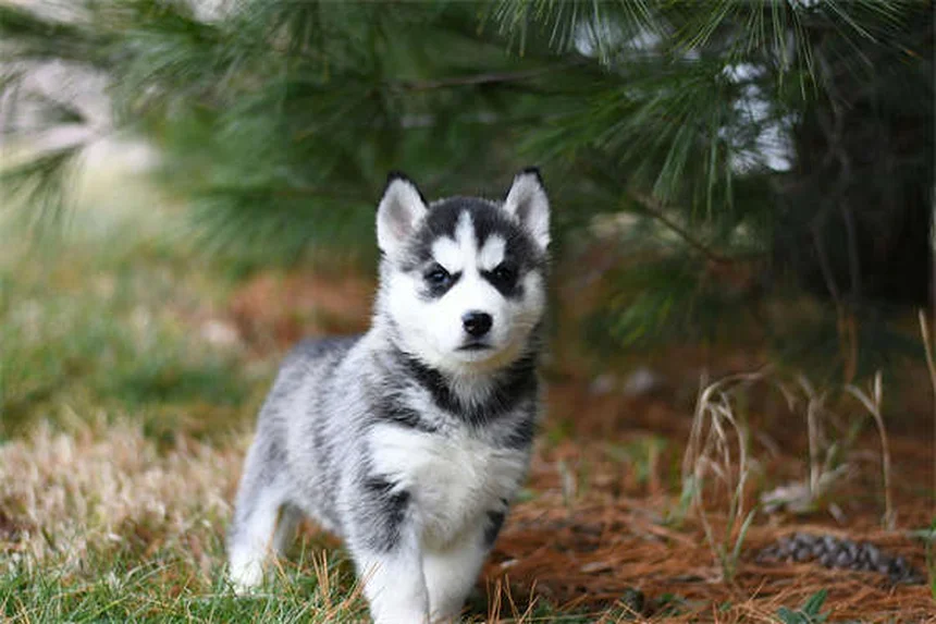 Best No-Pull Dog Harness: Stop Leash Pulling Fast (2024 Guide)