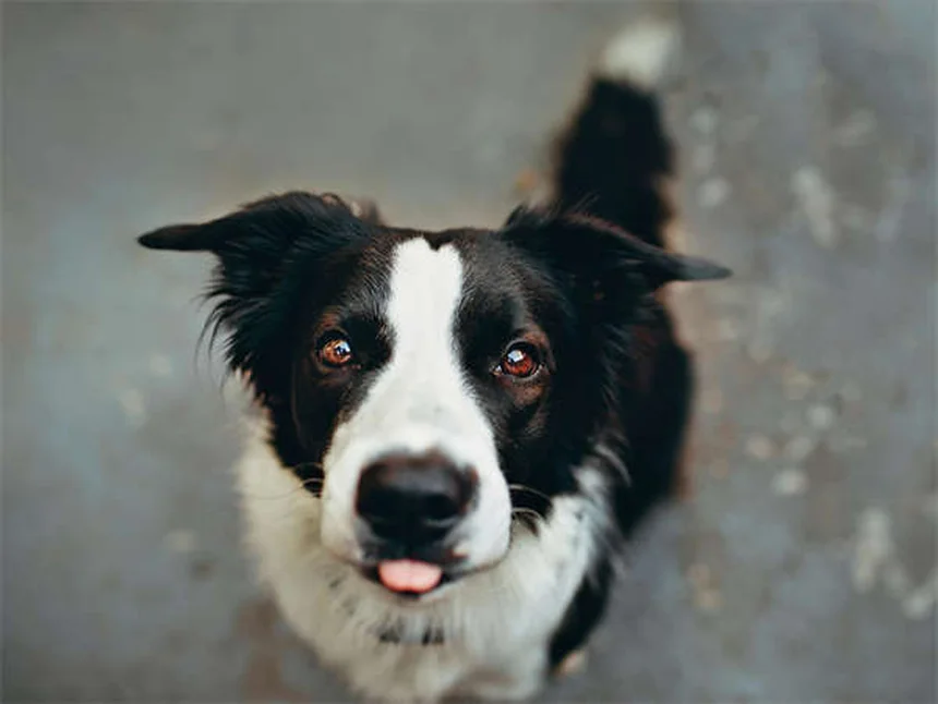 Dog Arthritis in Cold Weather: 7 Proven Ways to Ease Your Pup's Pain