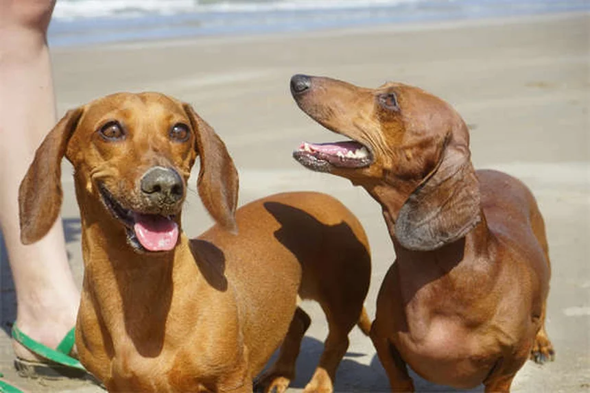 Dog Arthritis in Cold Weather: 7 Proven Ways to Ease Your Pup's Pain