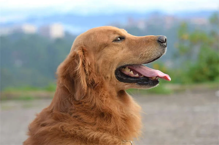 Why Do Snakes Bite Dogs? 5 Critical Facts Every Pet Owner Should Know