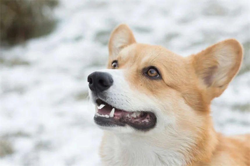 Why Do Snakes Bite Dogs? 5 Critical Facts Every Pet Owner Should Know