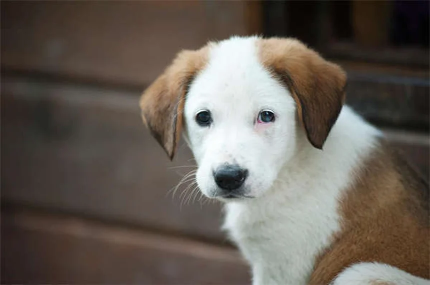 Fear Aggression in Dogs: 7 Signs & How to Stop It Safely